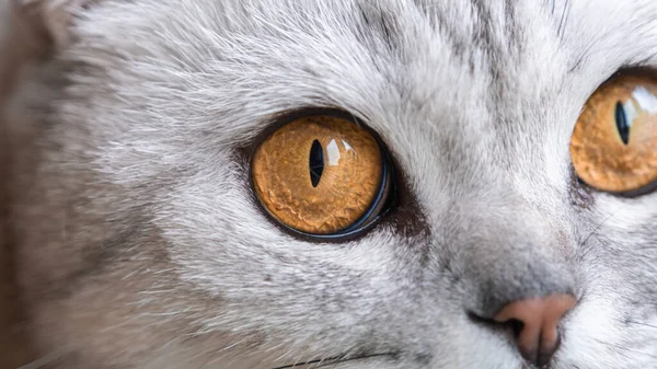 Närbild Ett Orange Kattöga Grå Katt Tittar Genom Fönstret — Stockfoto