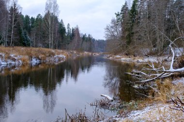 Salaca nehri yüksek kumtaşı kayalıklarıyla kıvrılır. Skanaiskalns Doğa Parkı. Kasım, Letonya 'da Mazsalaca' da ilk kar yağışıdır.