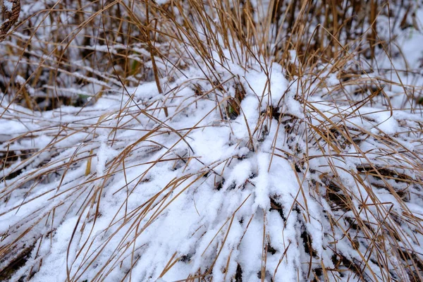 Nahaufnahme Winterlandschaft Mit Schneebedecktem Gras Wintergarten — Stockfoto