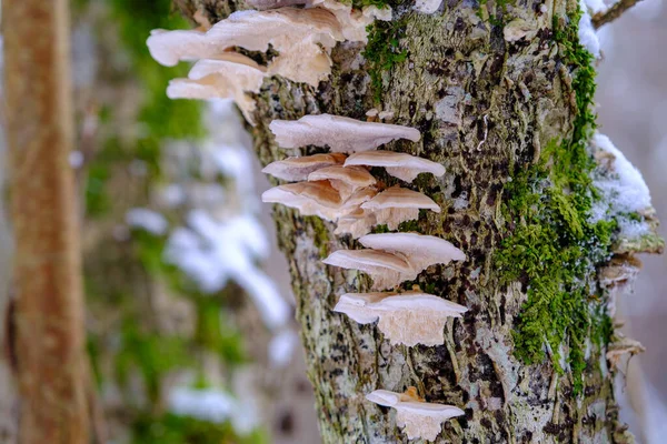 Funghi Che Crescono Corteccia Nella Foresta Sacco Piccoli Funghi Muschio — Foto Stock