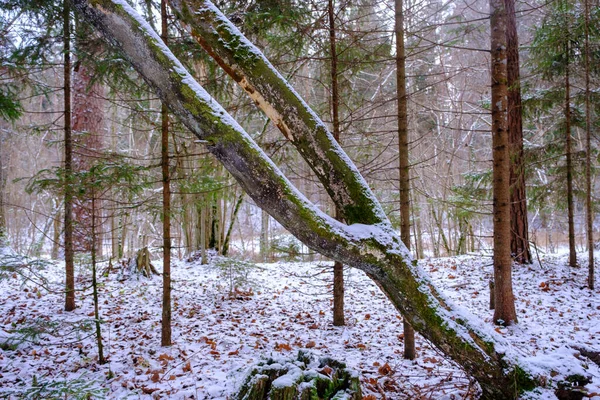 Arbre Courbé Avec Deux Branches Dans Forêt Intacte Parc Naturel — Photo