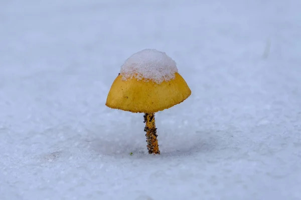 Kar Buzla Kaplı Sarı Bir Mantar Kasım Ayının Ilk Karı — Stok fotoğraf