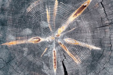 Yaşlı ağaç halkaları eskimiş ahşap, kesik bir gövdenin çapraz dokusu. Ağaç gövdesinin soyut dokusu, eski çatlak ahşap