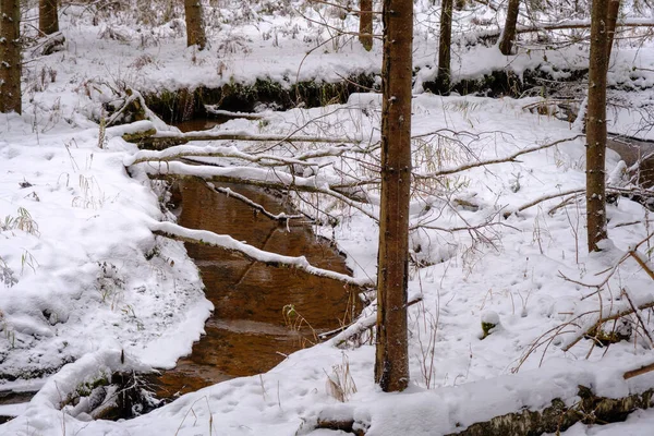 Ein Kleiner Fluss Fließt Durch Die Wälder Lettlands Verschneites Land — Stockfoto