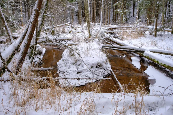 Ein Kleiner Fluss Fließt Durch Die Wälder Lettlands Verschneites Land — Stockfoto