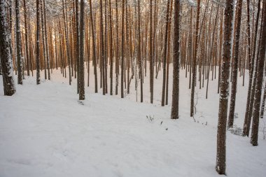 Kışın çam ormanı, Sietiniezis, Gauja Ulusal Doğa Parkı