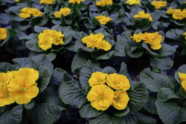 Close-up of potted yellow primroses. Spring flowers greenhouse, flower sale.