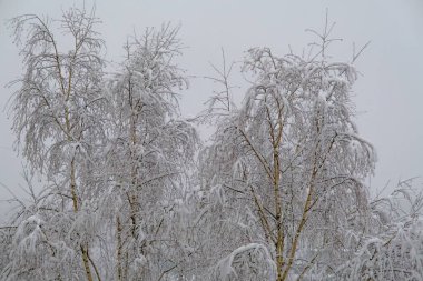 Soğuk bir kış gününde çıplak ağaç dallarında beyaz kar, yakın. Doğal arka plan. Seçici botanik geçmişi. Karanlık, karlı bir gün.