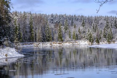 Letonya 'nın en uzun nehri. Kışın nehir manzarası, ağaçlarla çevrili nehir kıyısı, kış günü, Gauja Ulusal Parkı. Letonya