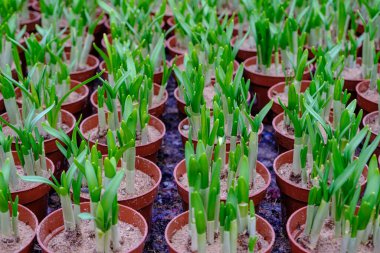 Narcissus seedlings in the greenhouse. Flowers for planting. Waiting for spring. organic plant breeding