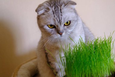Cat grass, pet grass. Natural hairball treatment, white, scottish tabby cat eating fresh grass, green oats, emotional, copy space, pet health concept