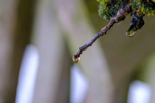 A raindrop on the tip of a branch in early spring