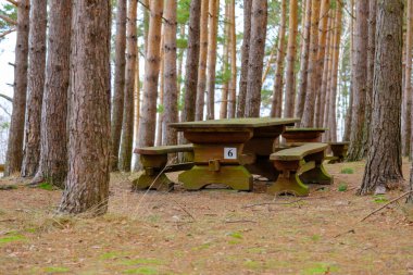 A large solid wood table with benches for sharing in a nature park in a pine forest.