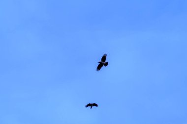 two birds of prey flying in blue sky.