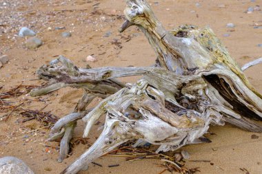 The root of the tree was washed away during a storm in the Baltic Sea. Sea sand with a tree root and many small stones.
