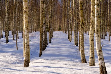 Kış ormanlarında beyaz huş ağaçları, arka plan huş ağaçları. Kışın huş ağacı manzarası.