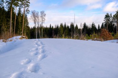 kış orman karda ayak izleri.