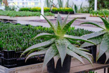 Saksıda büyük bir aloe. Serada yetişen egzotik bir bitki..