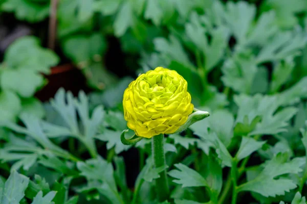 Ekologický Skleníkový Poupě Letní Květiny Skleník Žlutý Květ Bud Květina — Stock fotografie