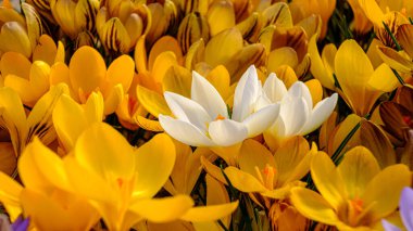 Yellow crocus flowers in a flowerbed at springtime blooming in the sun. The most beautiful spring flowers. in the middle two white crocuses. clipart