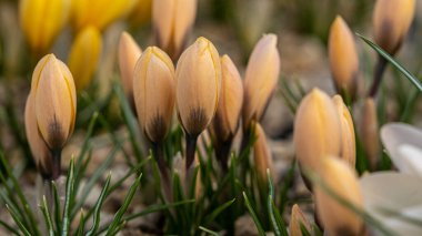 Nadir bulunan bir krokus. Pembe kroket, melez. İlkbaharda çiçek açan bir çiçek tarhında güneşte. En güzel bahar çiçekleri