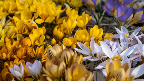 Crocos Coloridos Diferentes Flores Canteiro Flores Primavera Florescendo Sol Flores — Fotografia de Stock