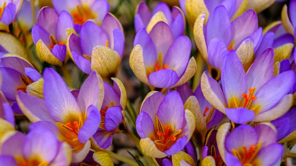 Multicolored Petals Crocuses Flowers Flower Bed Spring Blooming Sun Most — Stock Photo, Image