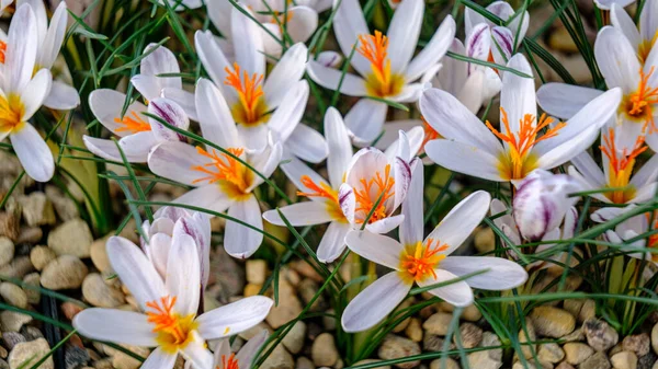 Vita Krokusar Blommor Rabatt Våren Blommar Solen Vackraste Vårblommorna — Stockfoto