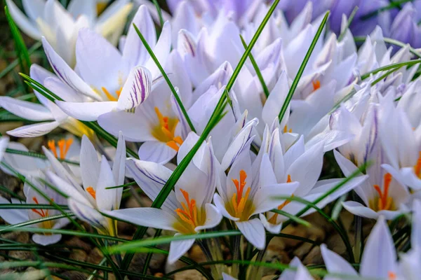 Белые Крокусы Цветы Клумбе Весной Цветут Солнце Самые Красивые Весенние — стоковое фото