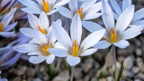 Vita Krokusar Blommor Rabatt Våren Blommar Solen Vackraste Vårblommorna — Stockfoto