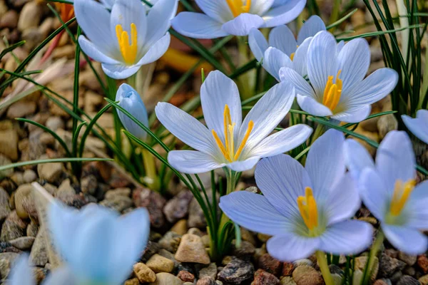 Azul Claro Pétalas Lilás Croco Pétalas Multicoloridas Para Crocos Flores — Fotografia de Stock