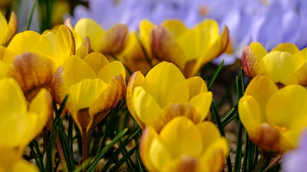 Желтые Крокус Цветы Клумбе Весной Цветут Солнце Самые Красивые Весенние — стоковое фото