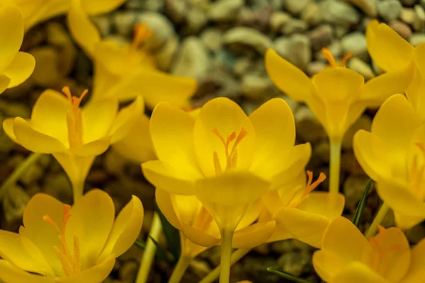 Желтые Крокус Цветы Клумбе Весной Цветут Солнце Самые Красивые Весенние — стоковое фото