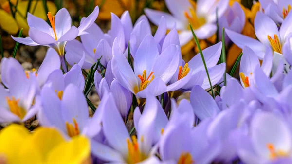 明るい青 ライラックの花弁が群生します クロッカスの多色花弁 太陽の下で咲く花壇に明るいオレンジ色の中心花を咲かせます 最も美しい春の花 — ストック写真