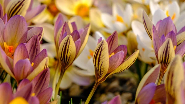 Pétalas Multicoloridas Para Crocos Flores Canteiro Flores Primavera Florescendo Sol — Fotografia de Stock