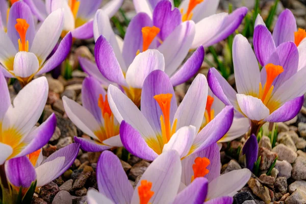 Flerfärgade Kronblad För Krokusar Blommor Rabatt Våren Blommar Solen Vackraste — Stockfoto
