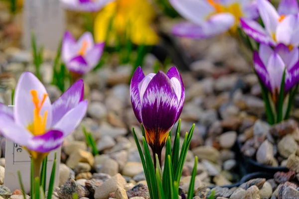 Mnohobarevné Okvětní Lístky Pro Krokusy Květiny Květinovém Záhonu Jaře Kvetoucí — Stock fotografie