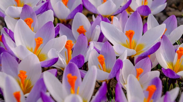 Flerfärgade Kronblad För Krokusar Ljusa Orange Centrum Blommor Rabatt Ren — Stockfoto