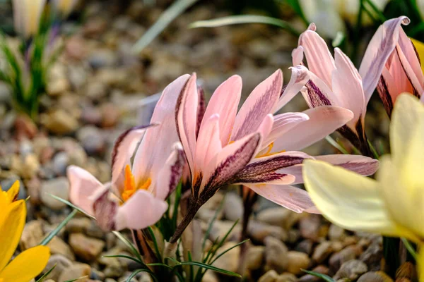 Редкий Крокус Розовый Крокус Гибрид Цветы Клумбе Весной Цветут Солнце — стоковое фото