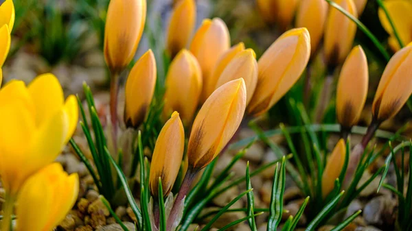 희귀종 크로커스 크로커스 하이브리드 꽃밭에 햇빛을 받으며 피어나고 아름다운 — 스톡 사진