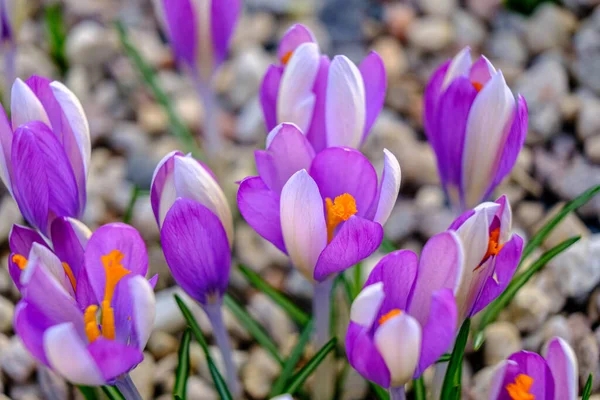 Flerfärgade Kronblad För Krokusar Blommor Rabatt Våren Blommar Solen Vackraste — Stockfoto