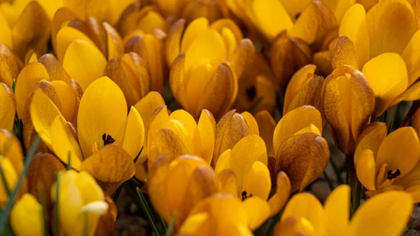 Yellow Crocus Flowers Flowerbed Springtime Blooming Sun Most Beautiful Spring — Stock Photo, Image