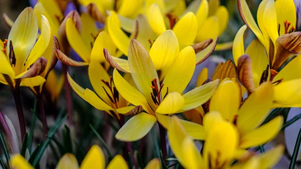 Hellgelbe Krokusse Blütenblätter Haben Dunkle Muster Blumen Einem Blumenbeet Frühling — Stockfoto