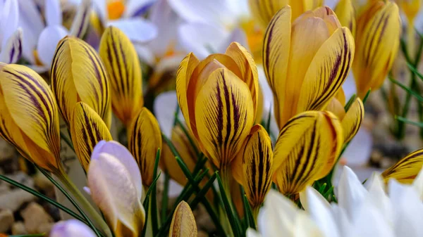 Желтые Крокусы Лепестки Темные Цветы Клумбе Весной Цветут Солнце Самые — стоковое фото