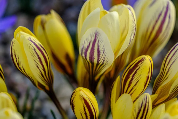 Light Yellow Crocus Лепестки Темные Цветы Клумбе Весной Цветут Солнце — стоковое фото