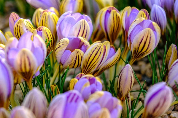 Pétalas Multicoloridas Para Crocos Flores Canteiro Flores Primavera Florescendo Sol — Fotografia de Stock
