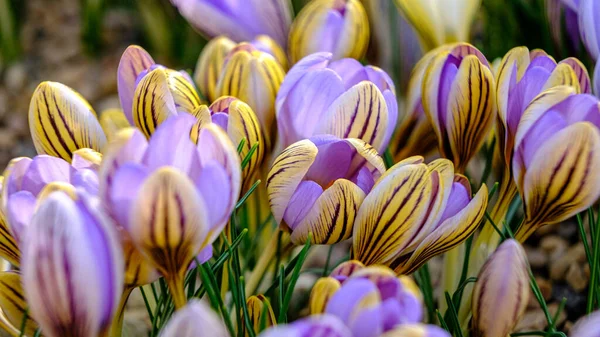 Multicolored Petals Crocuses Flowers Flower Bed Spring Blooming Sun Most — Stock Photo, Image