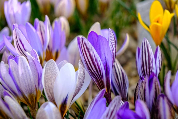 Mnohobarevné Okvětní Lístky Pro Krokusy Květiny Květinovém Záhonu Jaře Kvetoucí — Stock fotografie