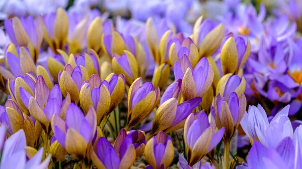 Veelkleurige Bloemblaadjes Voor Krokussen Bloemen Een Bloembed Het Voorjaar Bloeien — Stockfoto