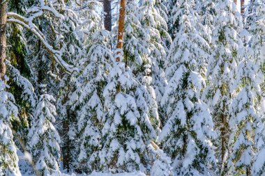 Dallarda kar var. Karda ağaçlar. Ormanda çok kar var. Karda ağaç dalları, yaklaşın. Ormanda kış. Letonya 'da Mart.